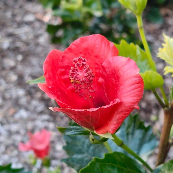 Close up of red flower