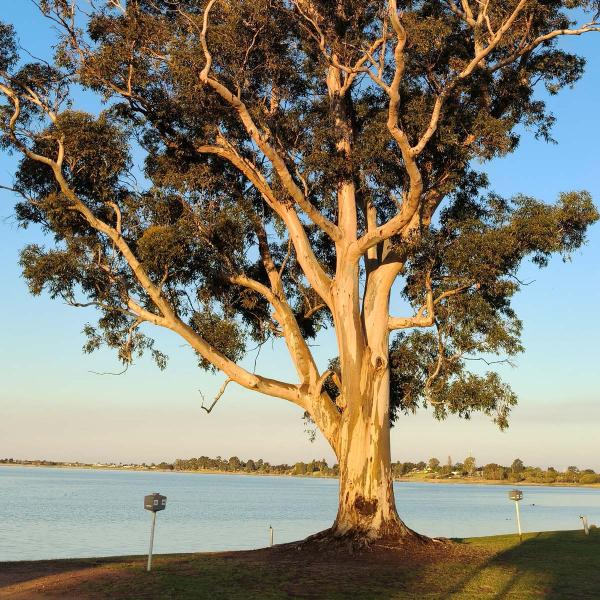 Lake Boga, Swan Hill