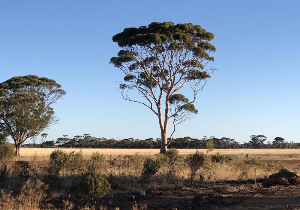 Tree in paddock